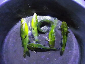 水產(chǎn)品價格交流與市場趨勢分析